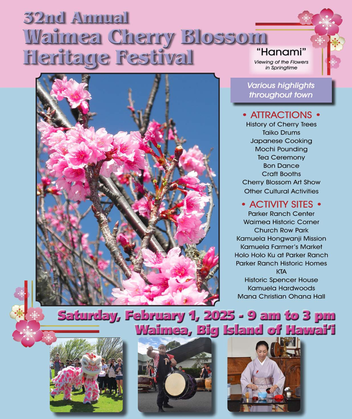 Infographic with picture of cherry blossoms on a tree describing the Waimea Cherry Blossom Festival February 1 in Waimea.