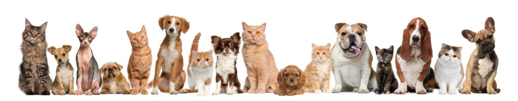 A line of various cats and dogs in a row