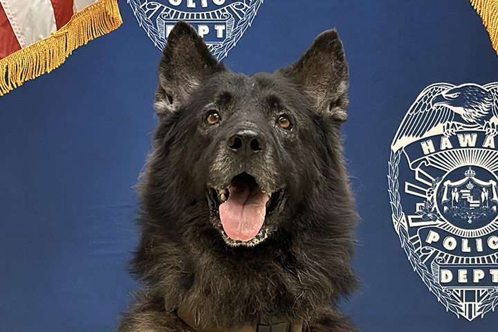 k9 Archer headshot