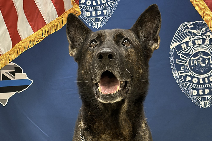 k9 Axel headshot