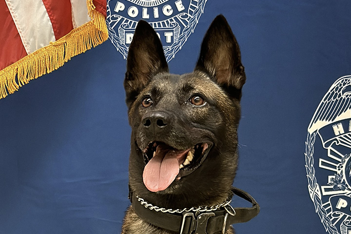 k9 Boyke headshot