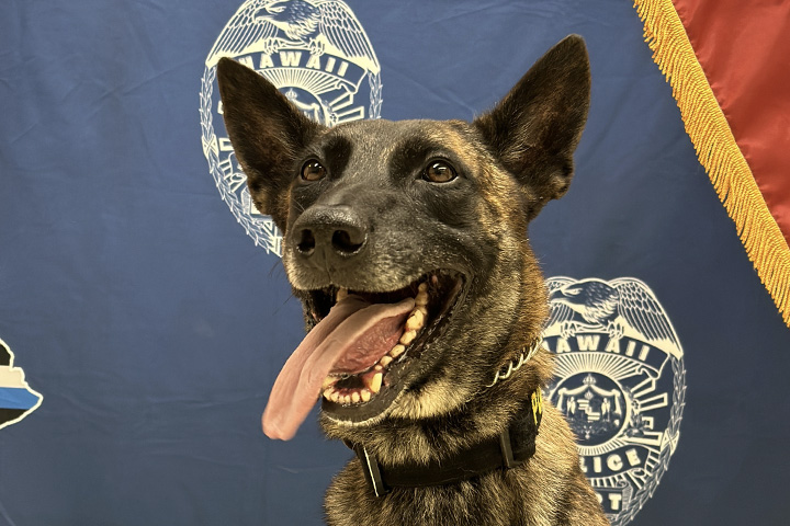 k9 Cash headshot