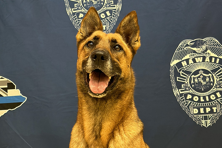 k9 Scout headshot