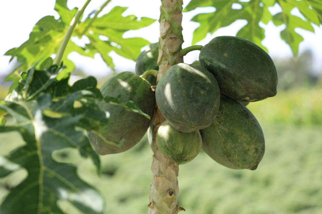 papaya tree